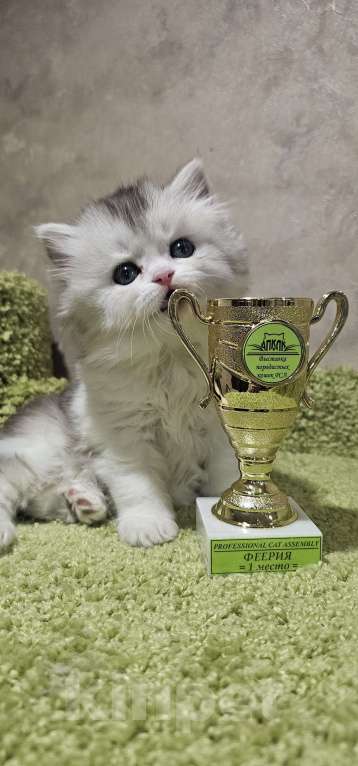 Кошки в Балашихе: Кукольная девочка Девочка, 30 000 руб. - фото 3