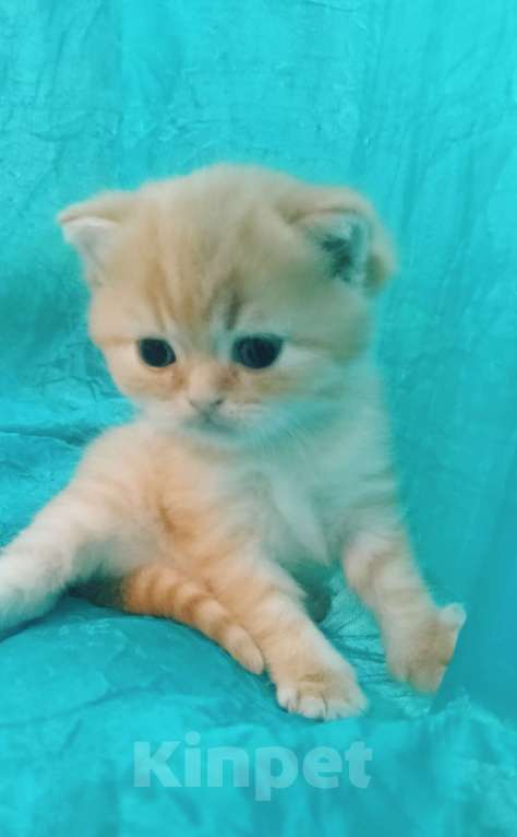 Кошки в Санкт-Петербурге: Шотландский котенок золотая шиншилла Мальчик, 23 000 руб. - фото 3