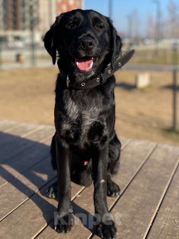 Собаки в Анапе: РОККИ СРОЧНО ИЩЕТ ДОМ Мальчик, Бесплатно - фото 2