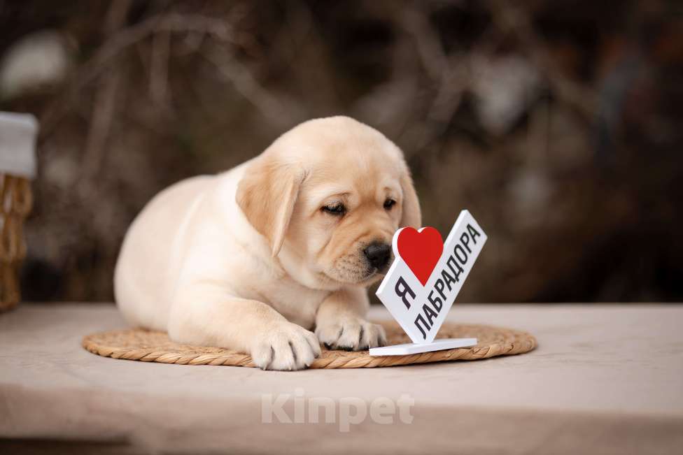 Собаки в Новороссийске: щенки в питомнике Астер Либерти Лабро Мальчик, Бесплатно - фото 2