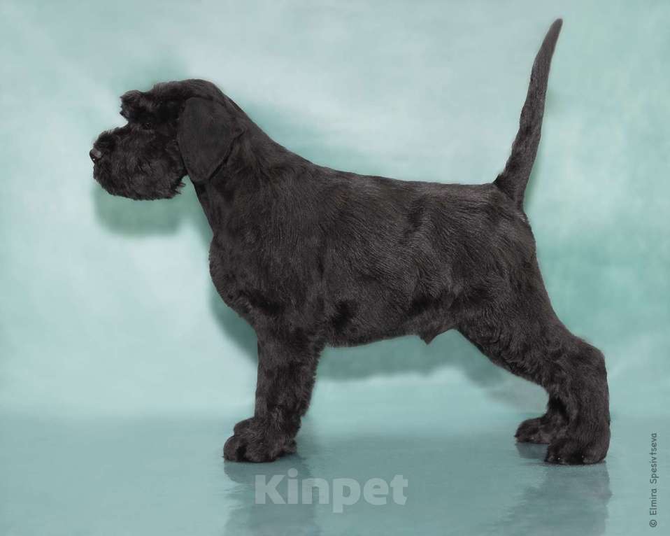 Собаки в Москве: Великолепные щенки Ризеншнауцеров Девочка, 80 000 руб. - фото 4