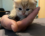 Кошки в Москве: Котята вислоухой золотистой шиншиллы  Мальчик, 30 000 руб. - фото 1