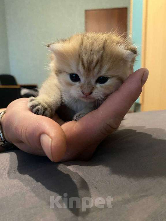 Кошки в Москве: Котята вислоухой золотистой шиншиллы  Мальчик, 30 000 руб. - фото 1