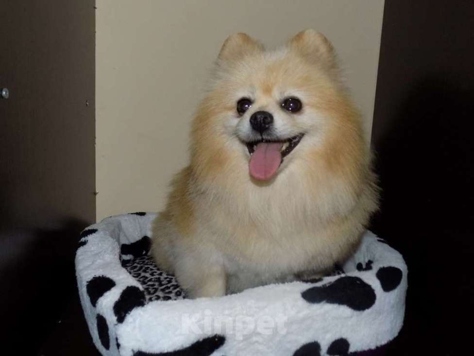 Собаки в Москве: Немецкий шпиц, взрослый мальчик Мальчик, 20 000 руб. - фото 2