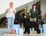Собаки в Санкт-Петербурге: Русский черный терьер  Девочка, 45 000 руб. - фото 8