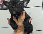Собаки в Иркутске: Щенок французского бульдога  Девочка, 22 000 руб. - фото 4
