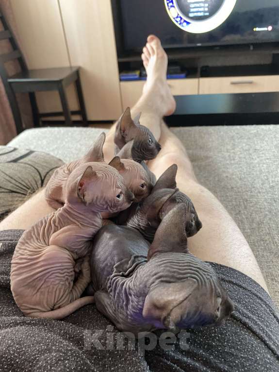 Кошки в Белгороде: Кошечка 1 Девочка, 9 000 руб. - фото 2