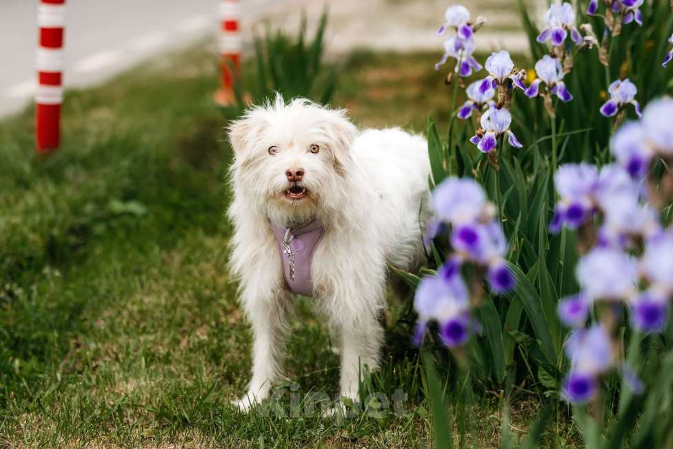 Собаки в Москве: Очаровательный белый пёсик Банди в дар Мальчик, 1 руб. - фото 5