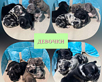 Собаки в Нижнем Новгороде: Щенки французского бульдога. Мальчик, Бесплатно - фото 9