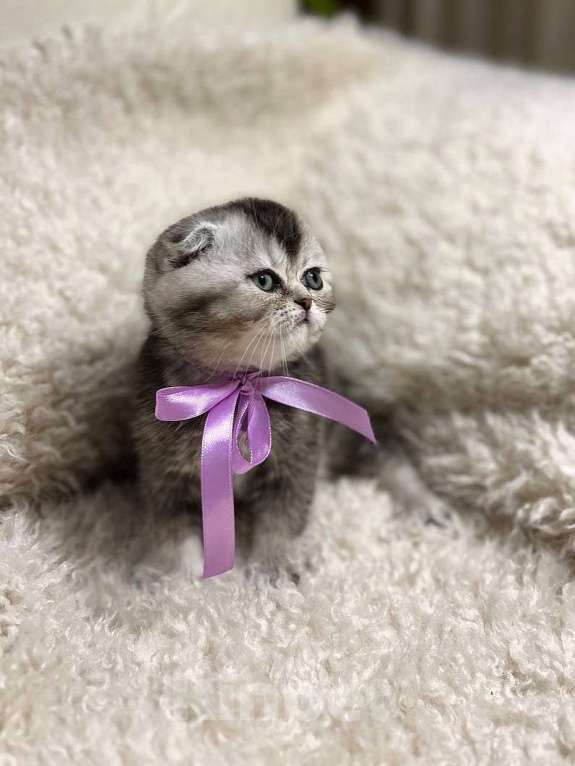 Кошки в Нижнем Новгороде: Шотландские котята с родословной  Девочка, 17 500 руб. - фото 2