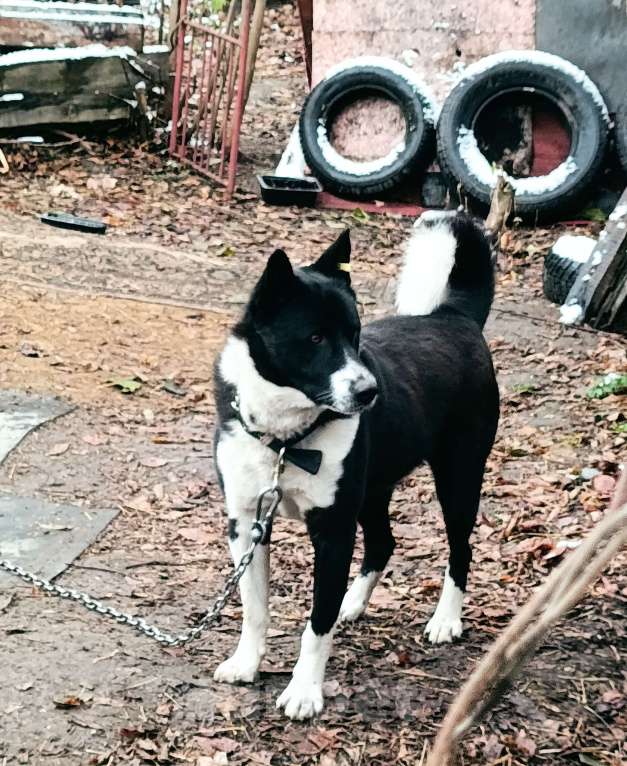 Собаки в Новокузнецке: Лайка чёрная Боря ищет дом ???? Мальчик, Бесплатно - фото 2