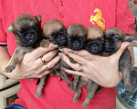 Собаки в Москве: Щенки пти-брабансона Мальчик, 40 000 руб. - фото 2