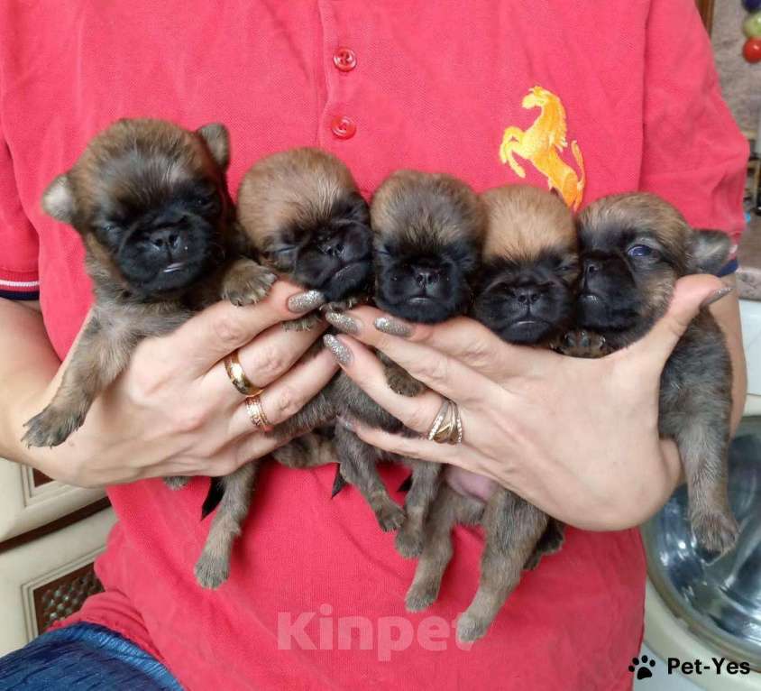 Собаки в Москве: Щенки пти-брабансона Мальчик, 40 000 руб. - фото 2