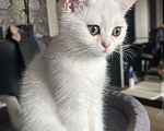 Кошки в Балашихе: Серебристая шиншилла котенок Девочка, 20 000 руб. - фото 7