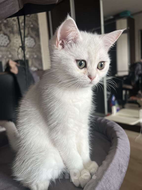 Кошки в Балашихе: Серебристая шиншилла котенок Девочка, 20 000 руб. - фото 7