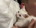 Кошки в Новосибирске: котята в добрые руки Мальчик, Бесплатно - фото 2