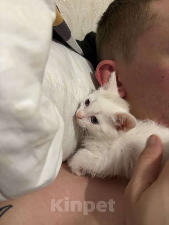 Кошки в Новосибирске: котята в добрые руки Мальчик, Бесплатно - фото 2