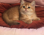 Кошки в Касимове: Британские котята., 50 000 руб. - фото 1