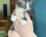 Кошки в Ливны: Котята в добрые руки, 500 руб. - фото 7