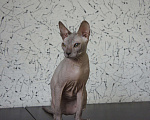Кошки в Усинске: Котик Донской сфинкс, 4 000 руб. - фото 2