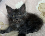 Кошки в Дмитрове: Черная дымчатая девочка мейн кун Yanessa Девочка, 30 000 руб. - фото 1