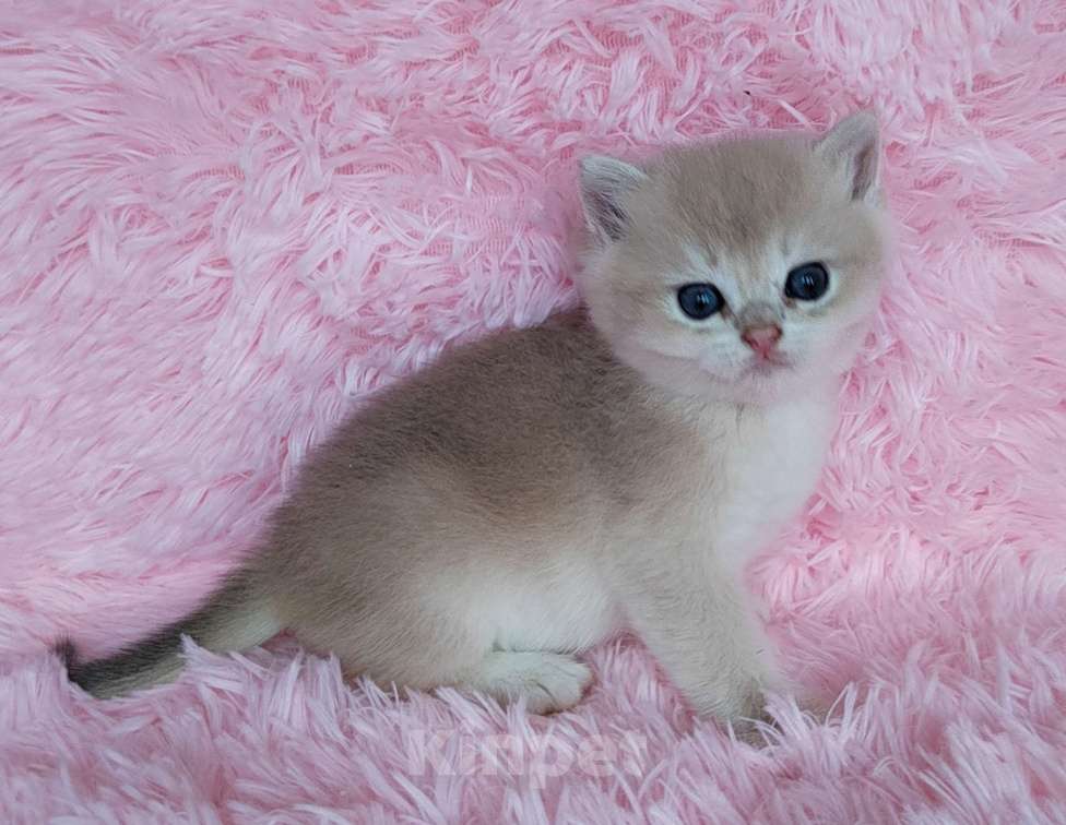 Кошки в Москве: Британские голубые котята Мальчик, 50 000 руб. - фото 3