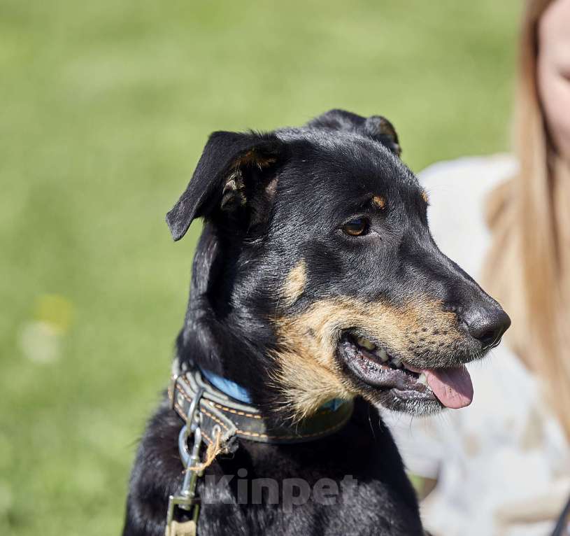 Собаки в Москве:  Джеки в добрые руки Девочка, Бесплатно - фото 3