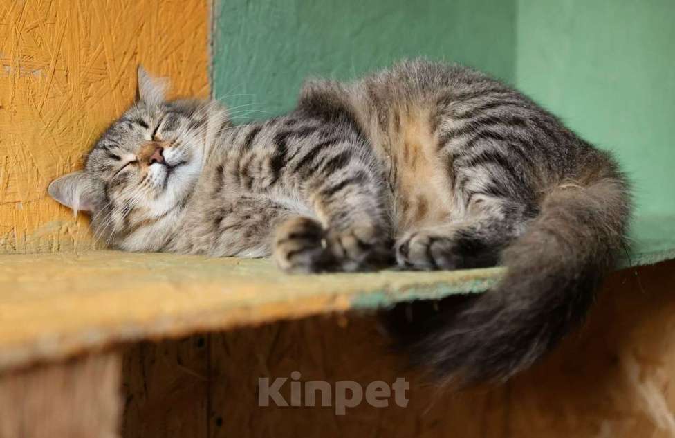 Кошки в других городах Московской области: Степашка ищет дом Мальчик, Бесплатно - фото 3