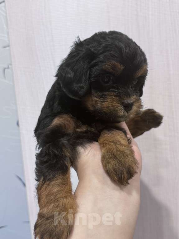 Собаки в Обнинске: Мальтипу  Девочка, 55 000 руб. - фото 2