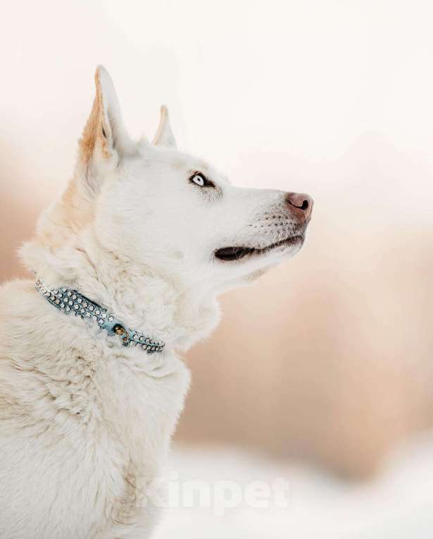 Собаки в Москве: Голубоглазая метис хаски и овчарки Ева в добрые руки Девочка, 1 руб. - фото 3