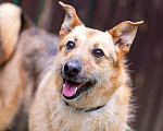Собаки в Раменском: Ищет дом энергичная Альма! Девочка, Бесплатно - фото 1