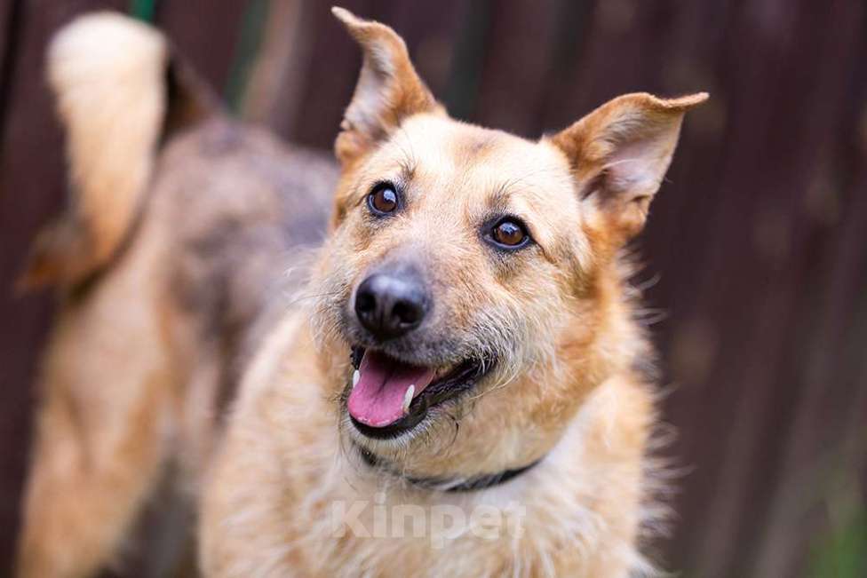 Собаки в Раменском: Ищет дом энергичная Альма! Девочка, Бесплатно - фото 1