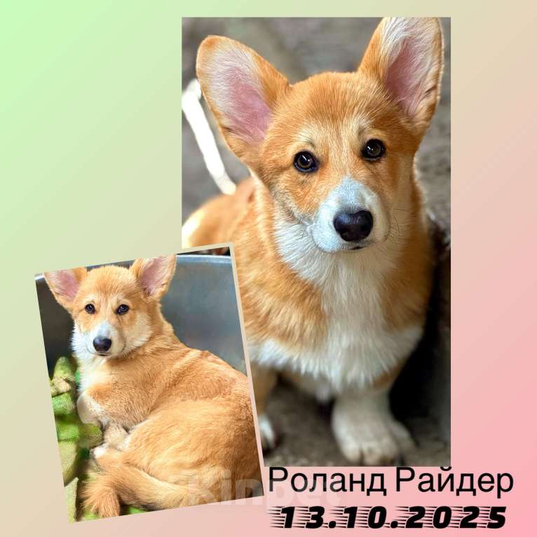 Собаки в Краснодаре: Щенки Вельш-корги Пемброк Мальчик, 40 000 руб. - фото 3