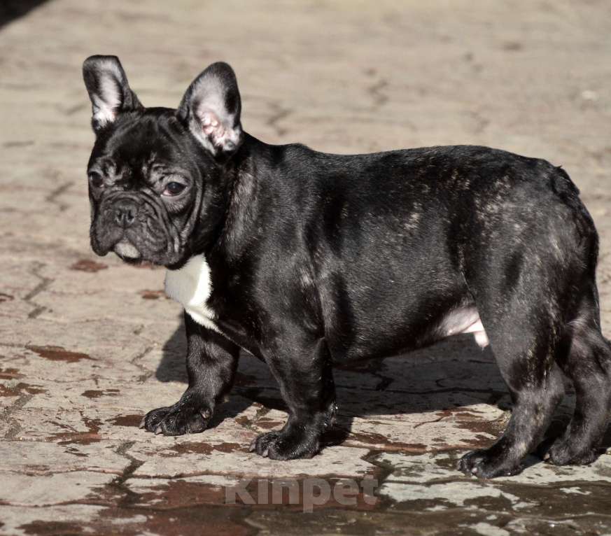 Собаки в Старом Купавне: Мальчик Веня Мальчик, 50 000 руб. - фото 5