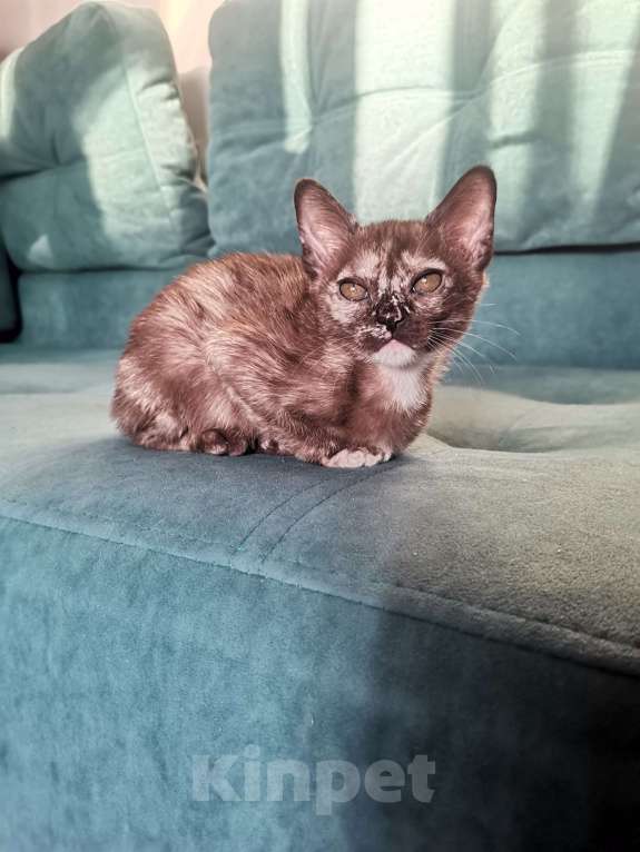 Кошки в Красноярске:    БУРМАНСКАЯ КОШЕЧКА Девочка, 35 000 руб. - фото 5