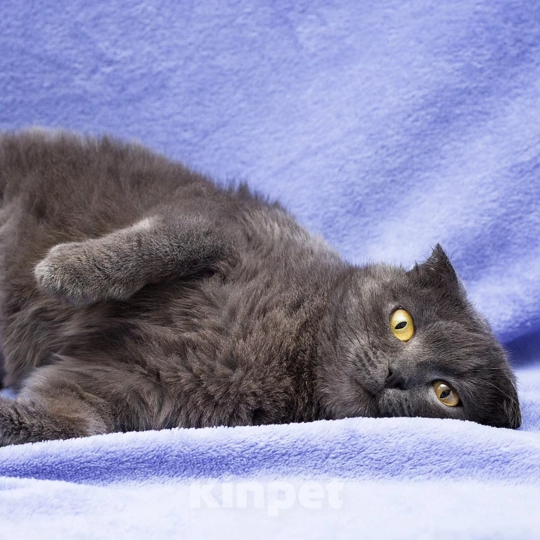 Кошки в Москве: Породистую кошечку выкинули Девочка, Бесплатно - фото 3