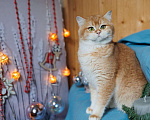 Кошки в Владивостоке: Британский котенок. Очаровательная шоколадка  Девочка, 60 000 руб. - фото 4