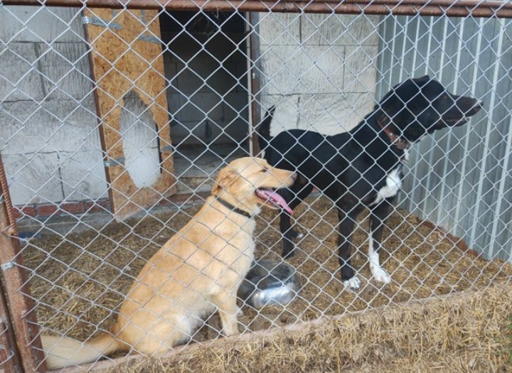 Собаки в Казани: Веселая Берта! Девочка, Бесплатно - фото 2