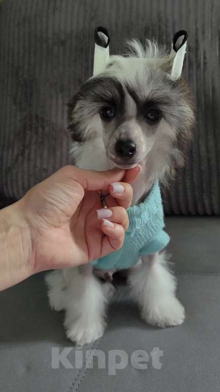 Собаки в Липецке: Небольшой голый мальчик Мальчик, 40 000 руб. - фото 5