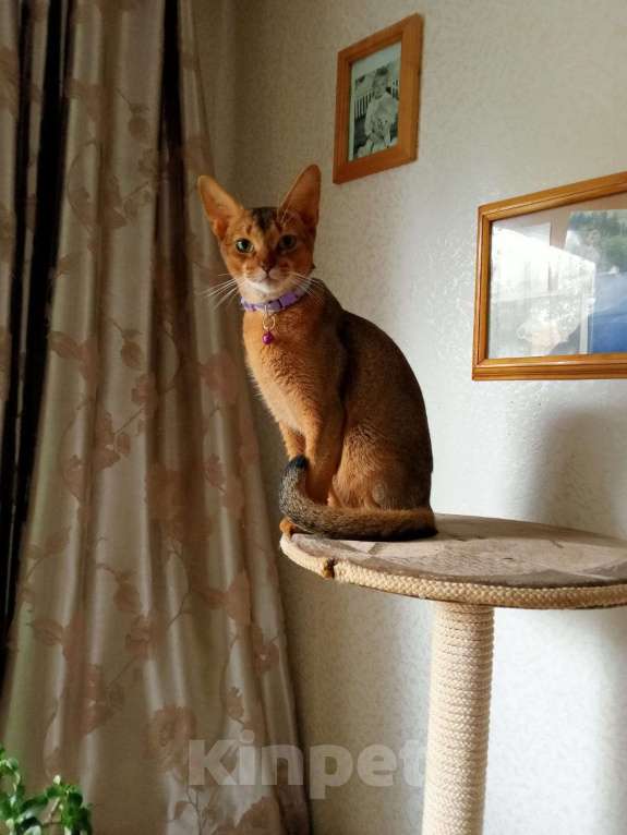 Кошки в Новосибирске: Продам абссинских котят Мальчик, 25 000 руб. - фото 3
