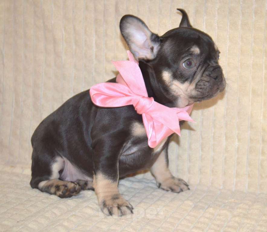 Собаки в других городах Московской области: Ева Девочка, 80 000 руб. - фото 2