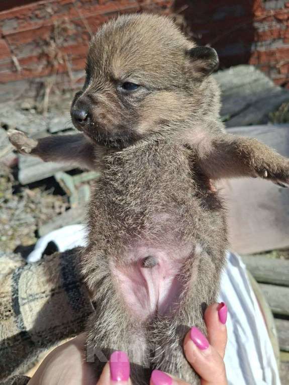 Собаки в других городах Московской области: Щенков хотят выбросить на помойку Мальчик, Бесплатно - фото 3