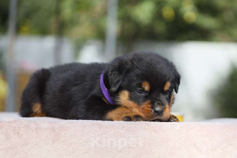 Собаки в Рязани: Щенки ротвейлера  Девочка, 50 000 руб. - фото 3