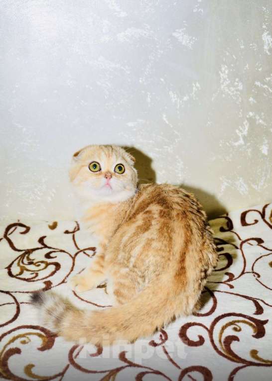 Кошки в Москве: Золотая мраморная шиншилла  Девочка, 40 000 руб. - фото 6
