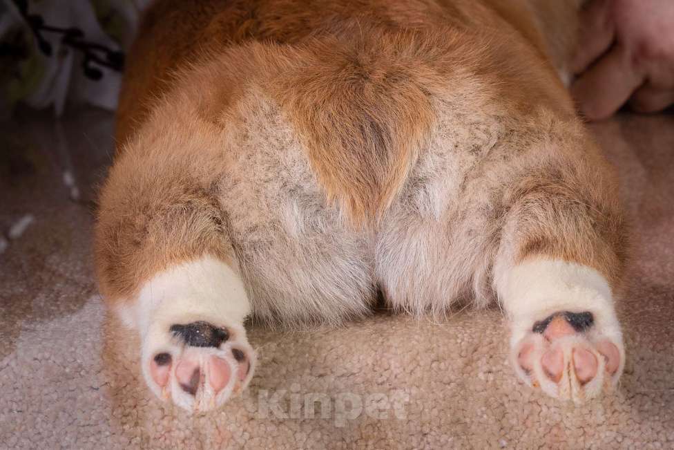 Собаки в Москве: Продам щенка вельш корги пемброк Девочка, 70 000 руб. - фото 9