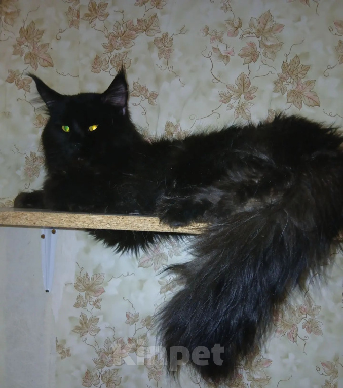 Кошки в Москве: Гигантские котята Девочка, Бесплатно - фото 2