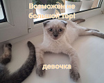 Кошки в других городах Краснодарского края: Висооухая кошечка ,ласковая ,спокойная Девочка, 1 500 руб. - фото 1