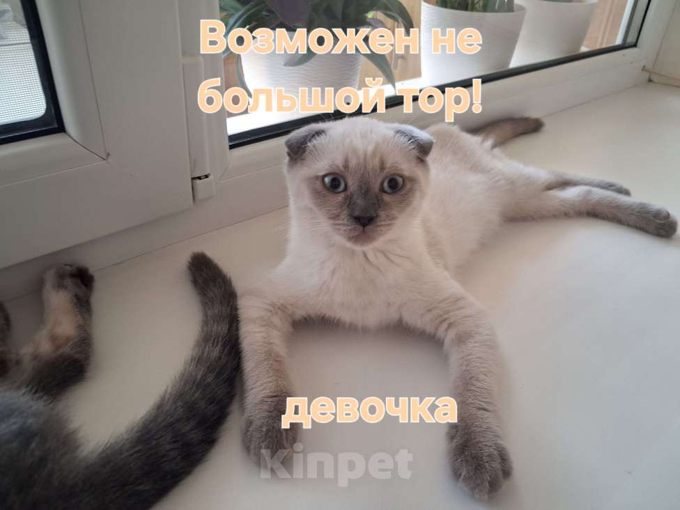 Кошки в других городах Краснодарского края: Висооухая кошечка ,ласковая ,спокойная Девочка, 1 500 руб. - фото 1