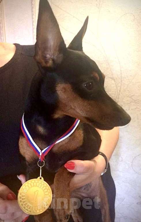 Собаки в Красноярске: Щенки цвергпинчера Мальчик, 45 000 руб. - фото 6