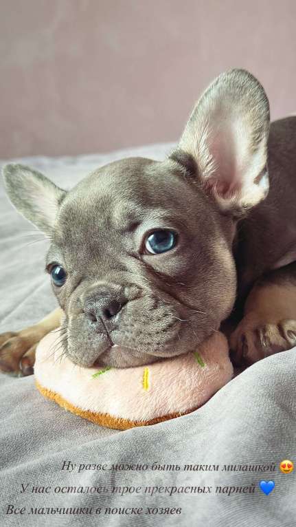 Собаки в Иркутске: Лютер Мартин  Мальчик, 70 000 руб. - фото 2